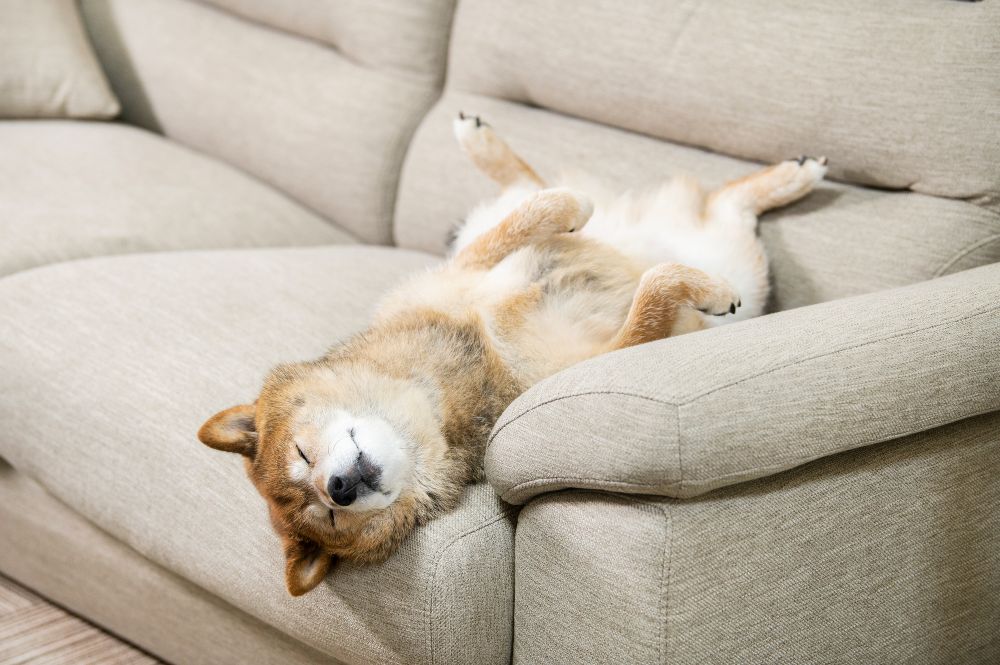 ソファーに寝転ぶ中型犬
