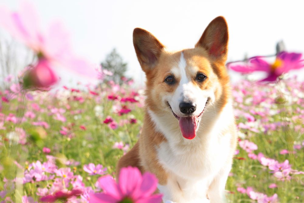 コスモスのお花畑にお座りする中型犬