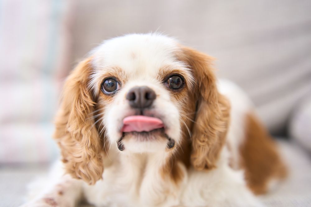 舌を出して上の見つめる犬