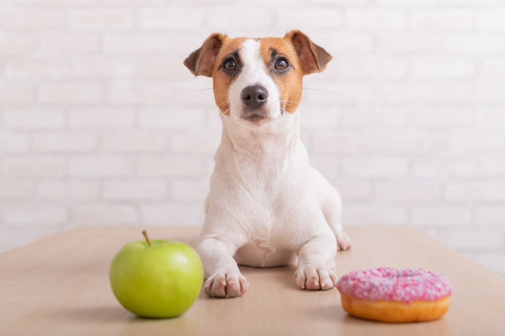 リンゴとドーナツを目の前にして待てをする犬