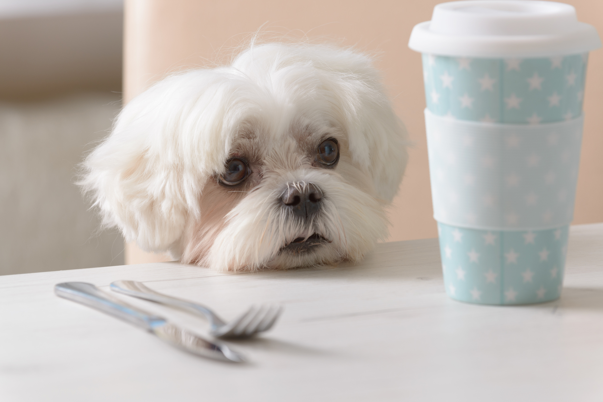 コーヒータンブラーとナイフとフォークが置かれた机に顔を乗せる犬