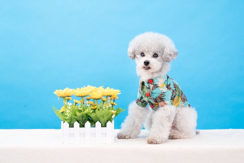 アロハシャツを着てお花と一緒に写真を撮る犬