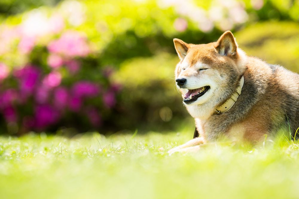 芝生で日向ぼっこをする柴犬