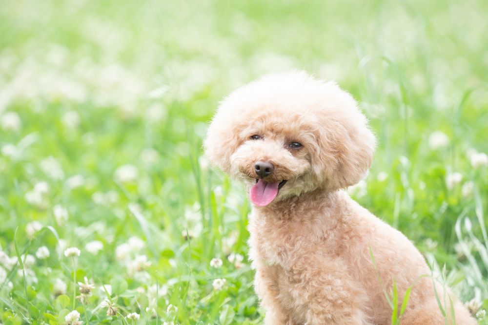芝生で笑顔でお座りする犬