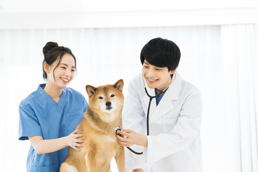 犬の診察をする獣医