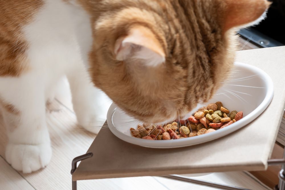 キャットフードを食べる猫